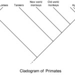 2. Primate Classification | The History Of Our Tribe: Hominini