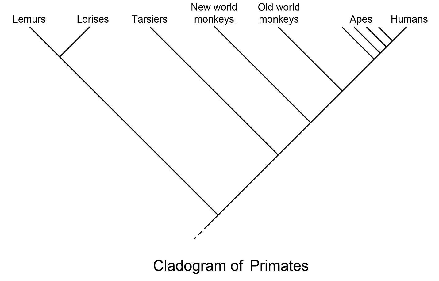 2. Primate Classification | The History Of Our Tribe: Hominini