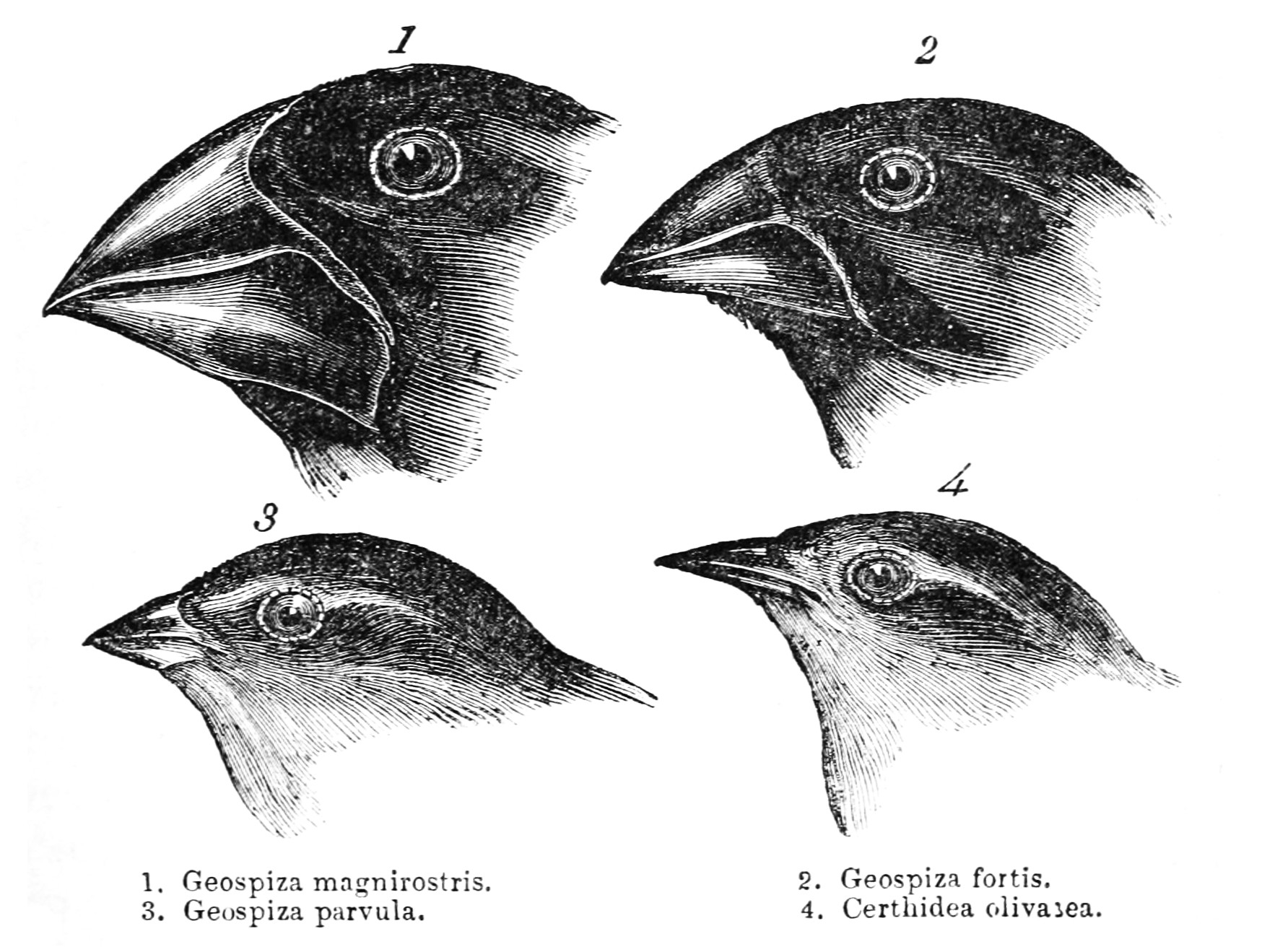 Evidence Of Common Descent - Wikipedia