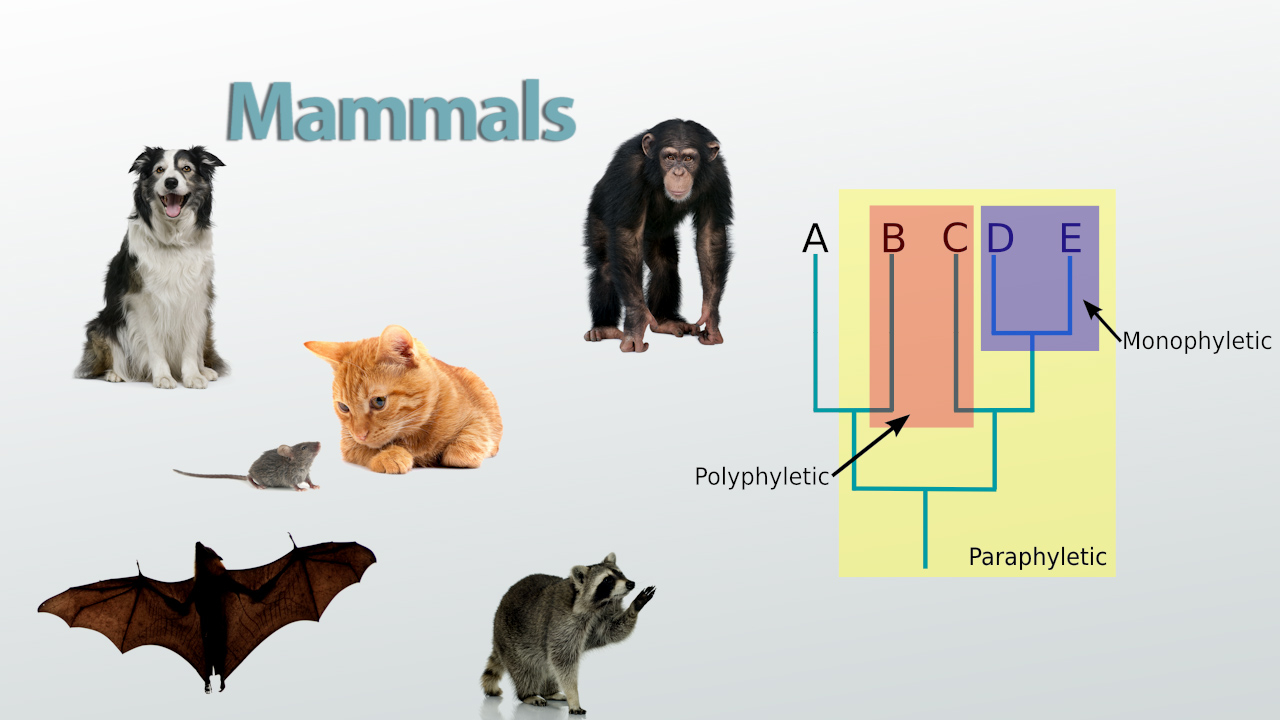 Evolutionary Relationships: Definition &amp;amp; Diagram Video