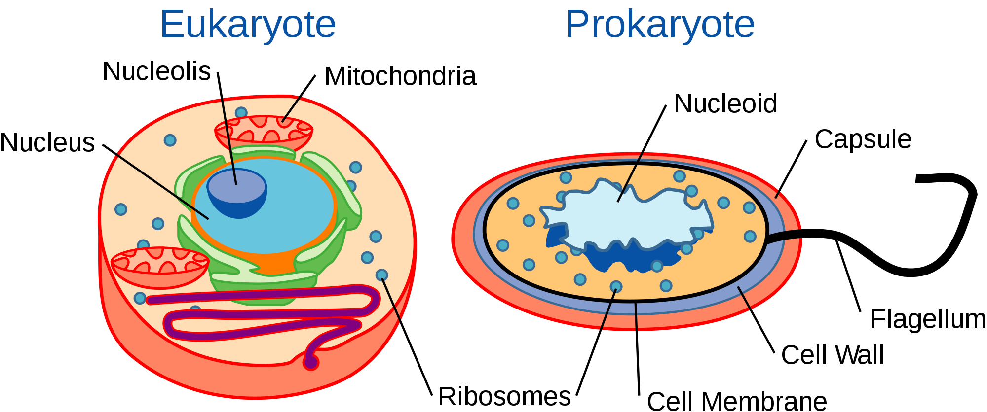 Fact Sheet: Rrna In Evolutionary Studies And Environmental