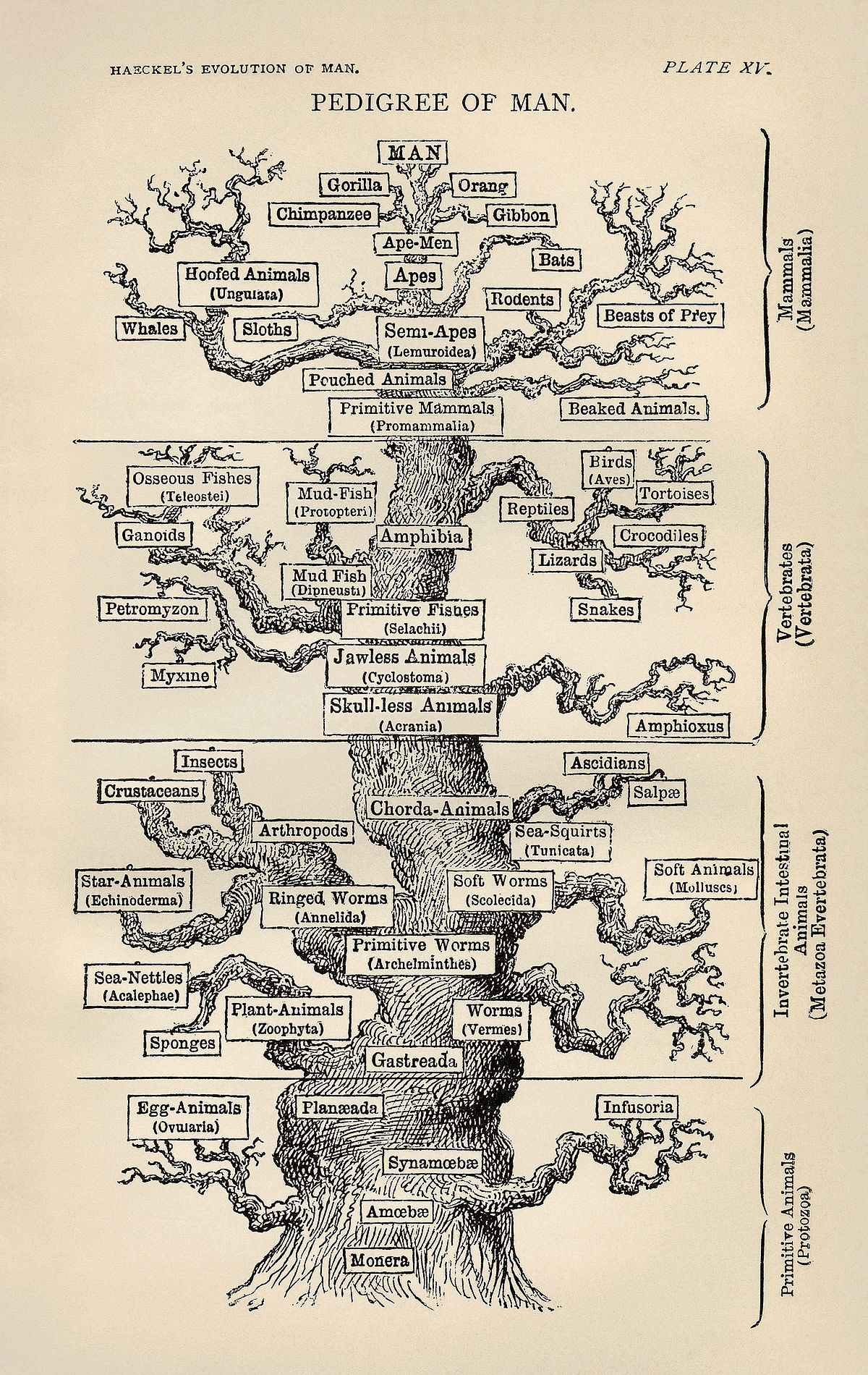 Molecular Phylogenetics - Wikipedia