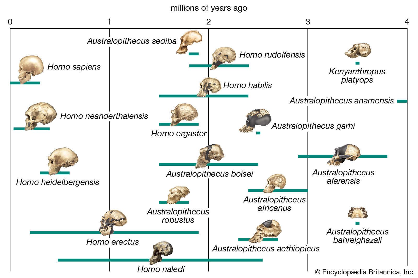Phylogeny | Biology | Britannica