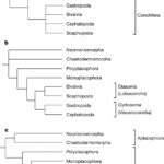 Resolving The Evolutionary Relationships Of Molluscs With