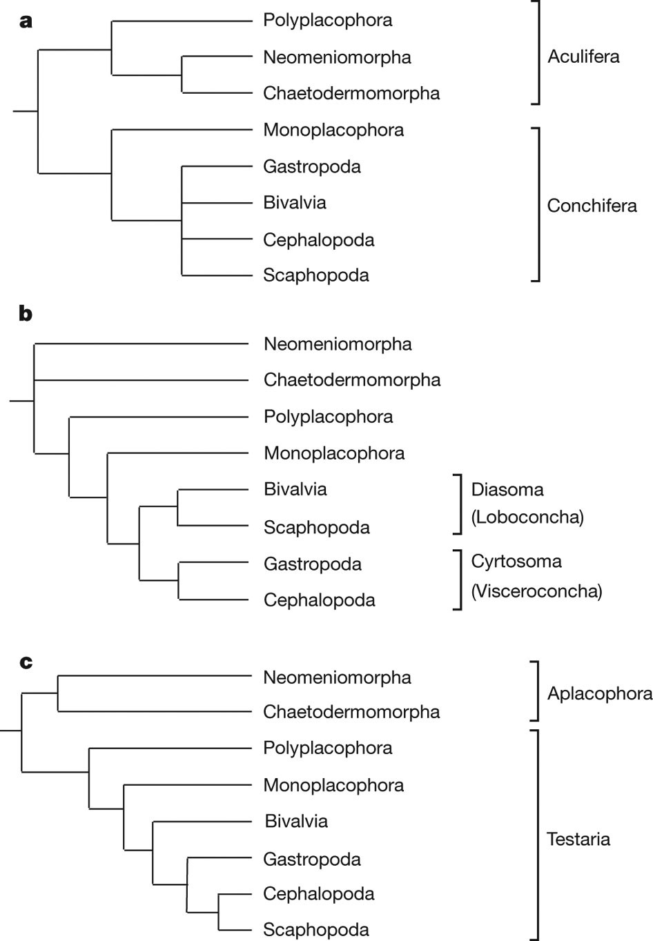 Resolving The Evolutionary Relationships Of Molluscs With