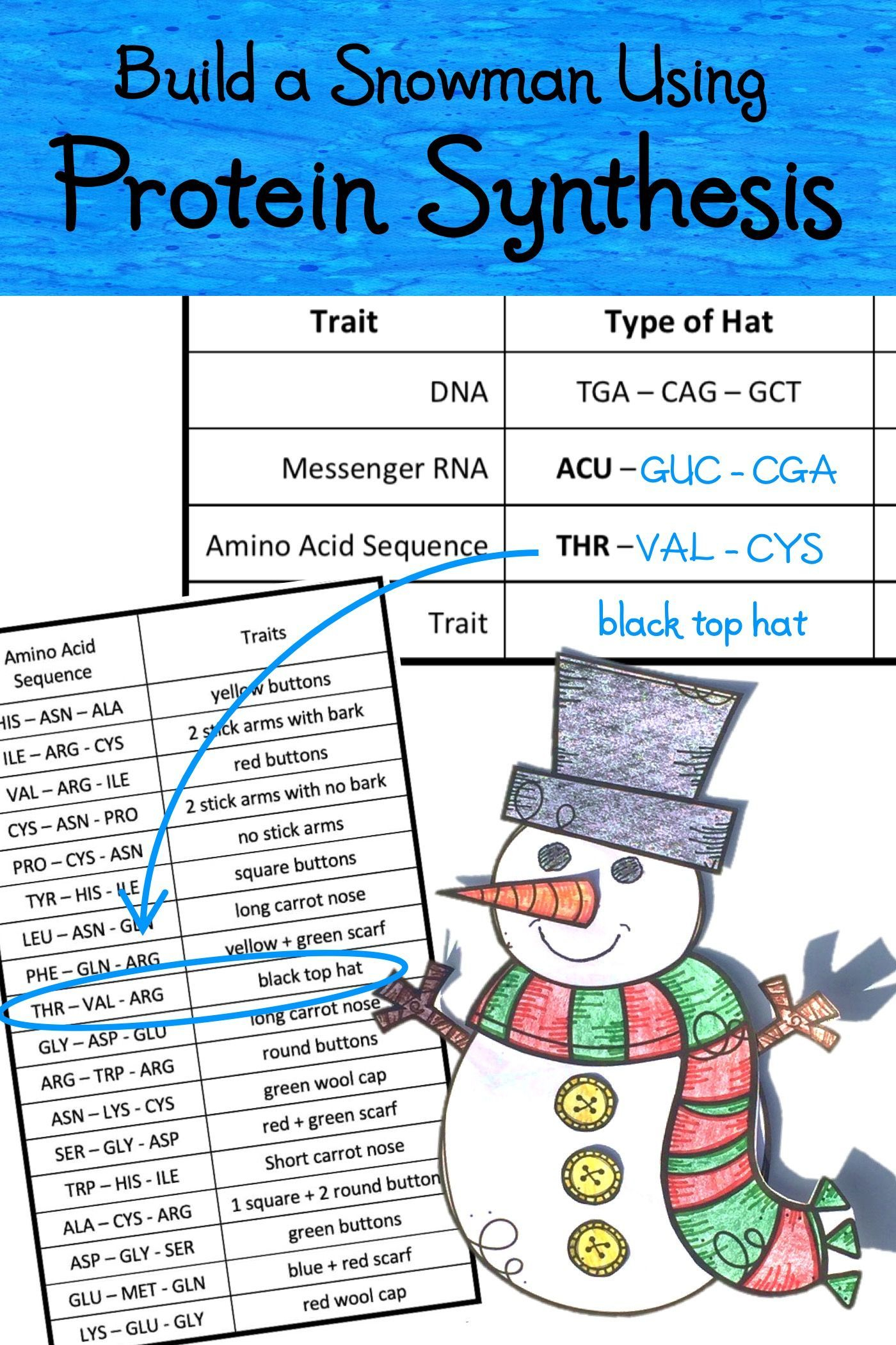Build A Snowman Using Protein Synthesis Lab Activity