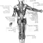 Basic Muscle Chart Free Download