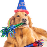Birthday Party Ideas For Your Dog