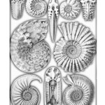 Coloring Page Fossils Free Printable Coloring Pages