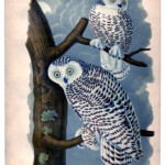 Instant Art Printable Lovely Snowy Owls The Graphics Fairy
