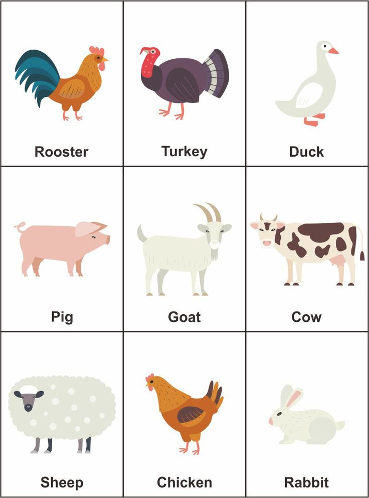 Preschool Farm Animal Flash Cards In 2020 Animal 