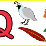 Letter Q Things That Begins With Alphabet Q words Starts